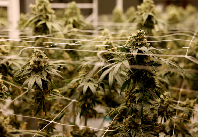 Massachusetts Cannabis Law Changes (2026): What the New 2-Ounce Limit and Reform Bill Mean