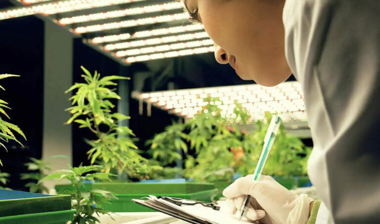Five Legal Mistakes Cannabis Startups Make Before They Open
